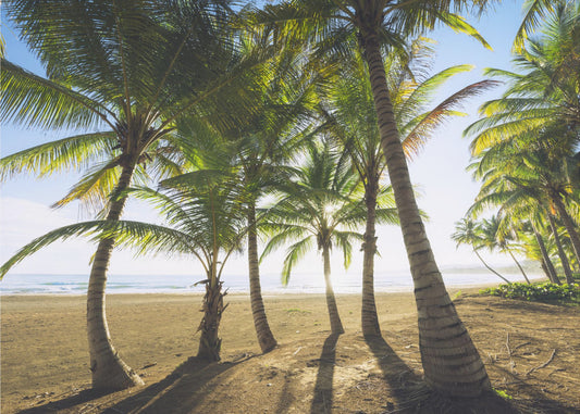 Tropical Morning | Wallpaper