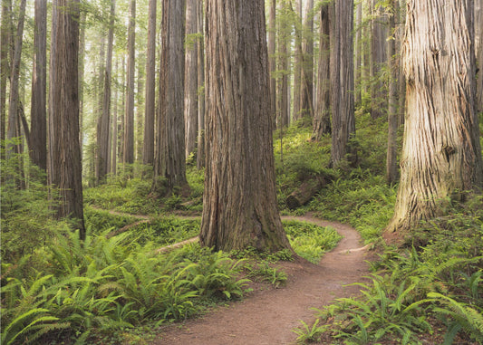 Lost World | Wallpaper