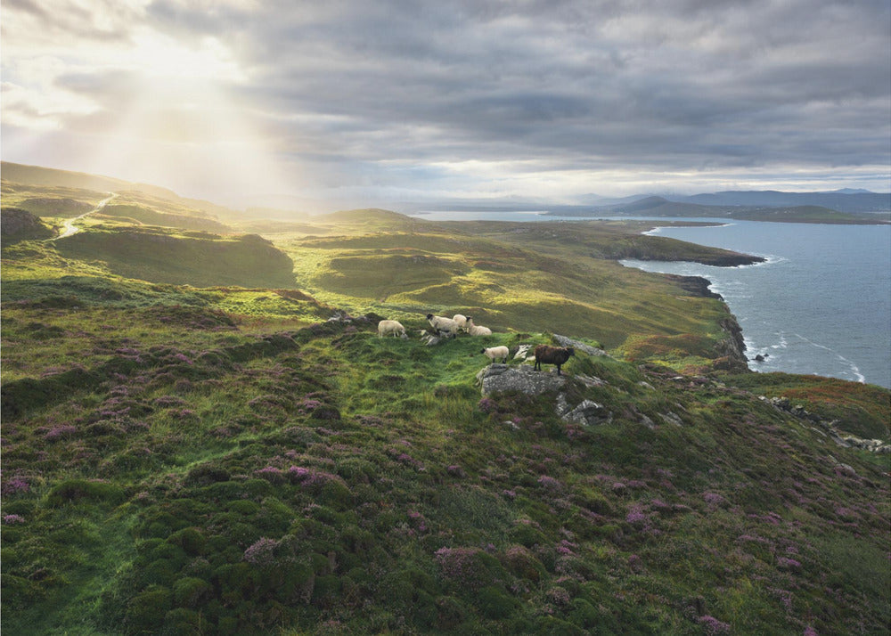 Good Morning Ireland | Poster