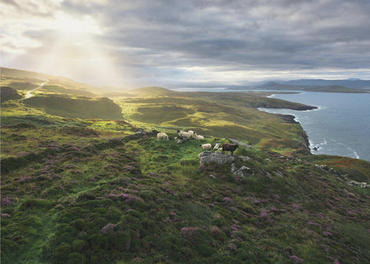 Good Morning Ireland | Poster