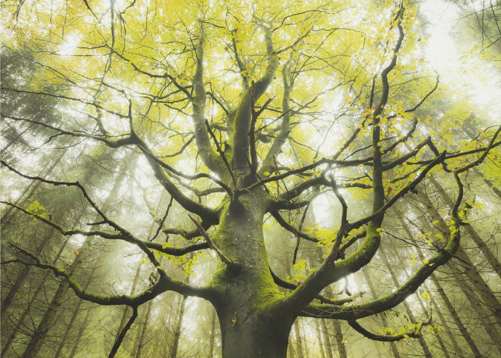 The Dream Tree | Canvas