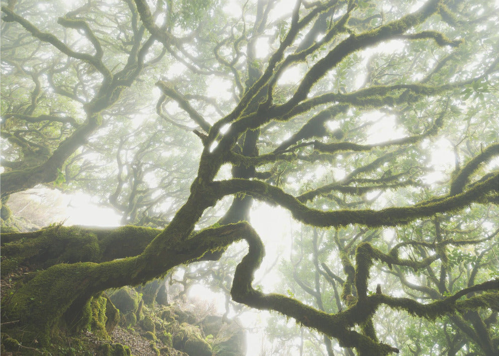 Magic Moment | Wallpaper