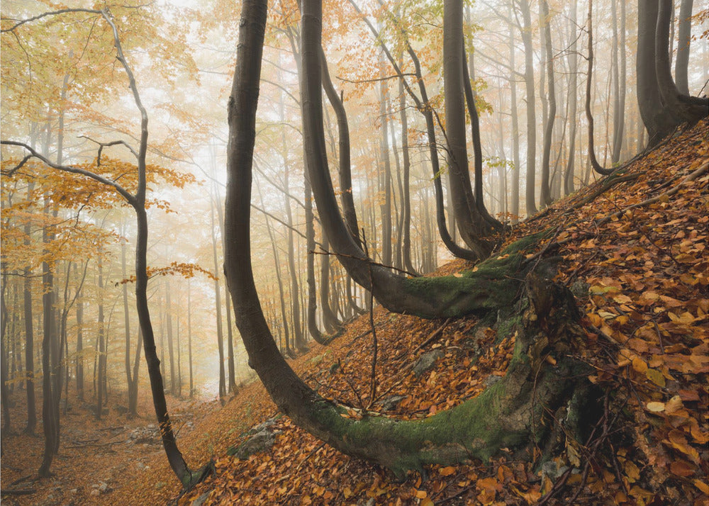 Mystic Autumn Forest | Wallpaper