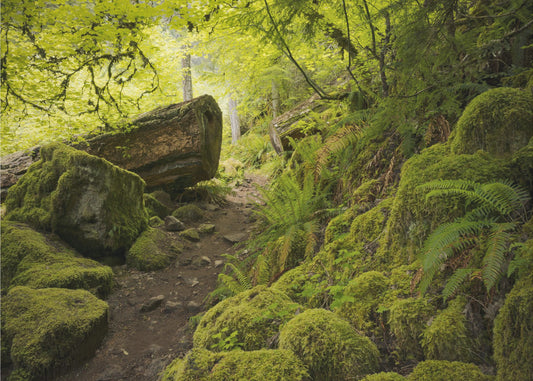 Mossy Path | Canvas