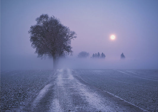 Moonlit Path | Poster