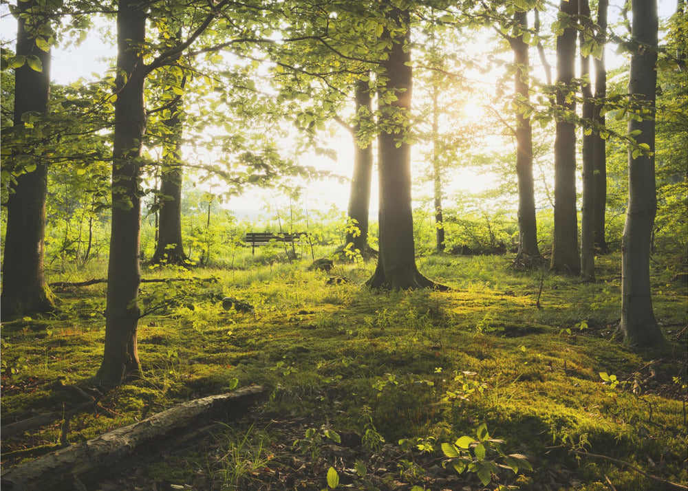 Summer in the Woods | Wallpaper