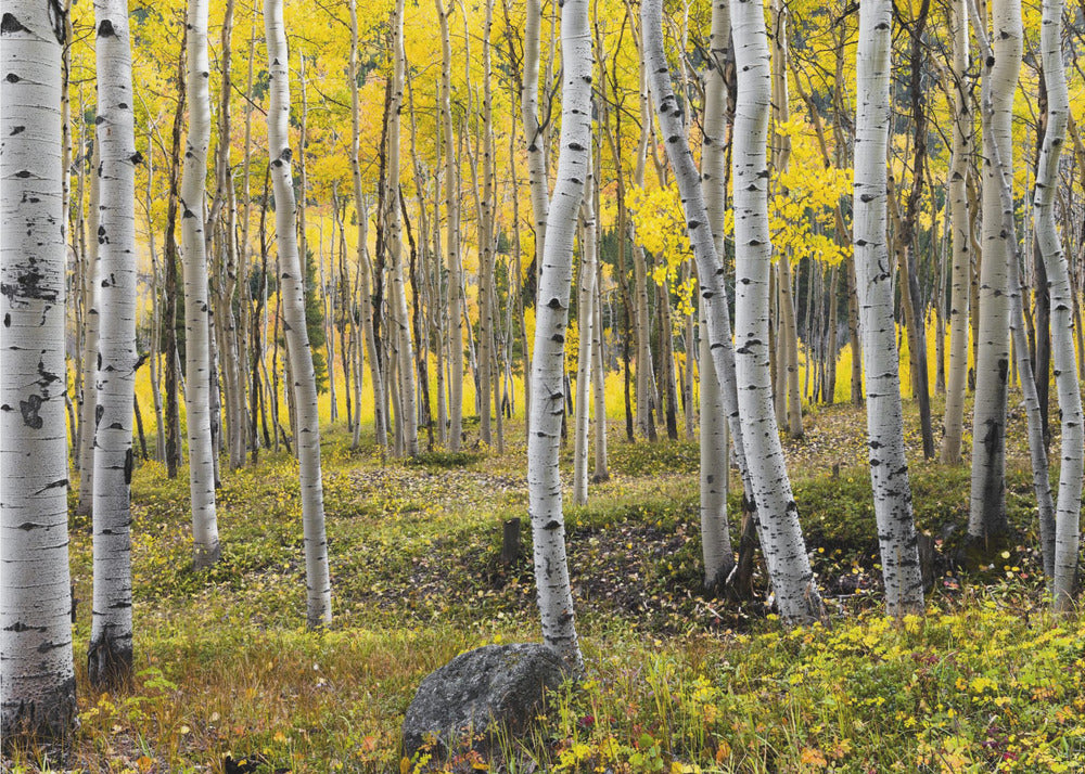 Autumn Birchs | Canvas