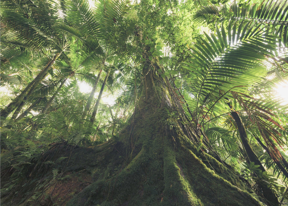 Walking in the Jungle | Poster