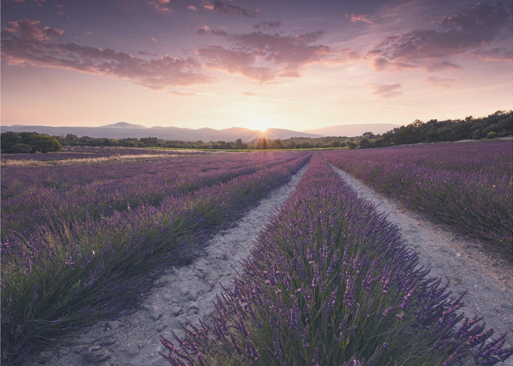 Purple Provence | Poster
