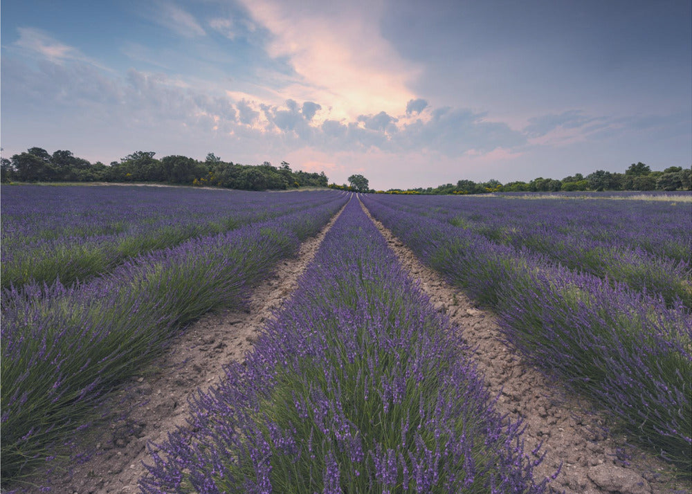 Blue Lavender | Canvas