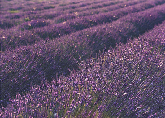 Provence Lavender | Canvas