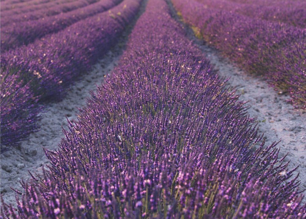 Lavender Detail | Wallpaper