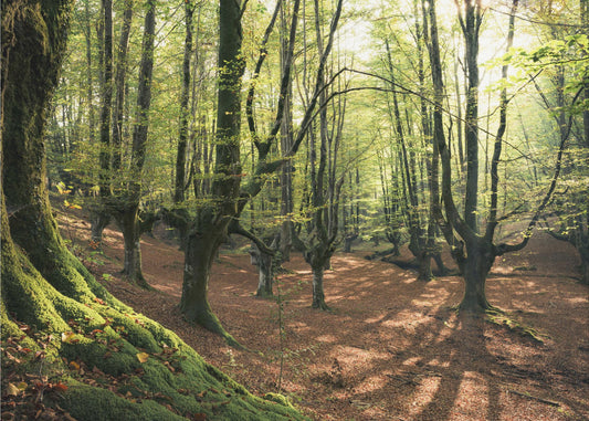 Forest Love | Poster