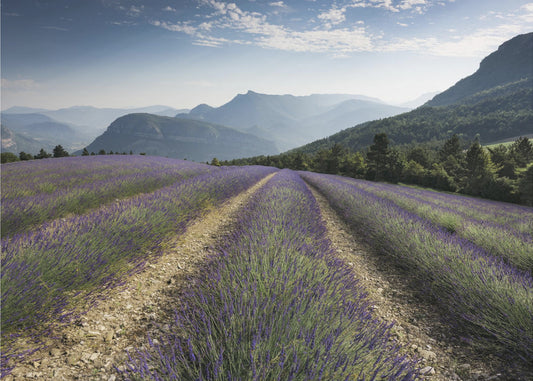 Lavender Hills | Poster