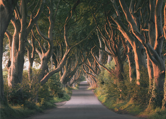 Red Avenue | Wallpaper