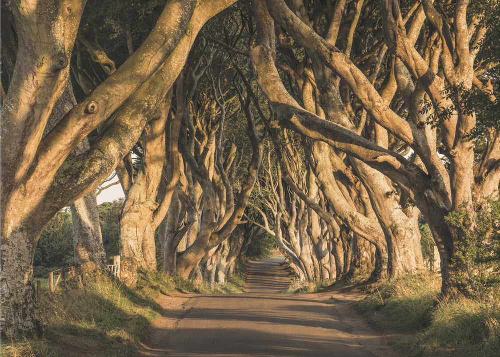 The Avenue | Canvas