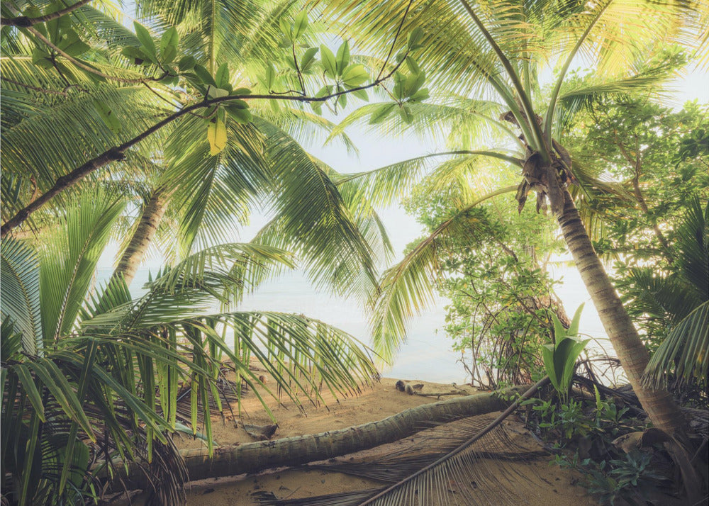 Pirates Nest | Canvas