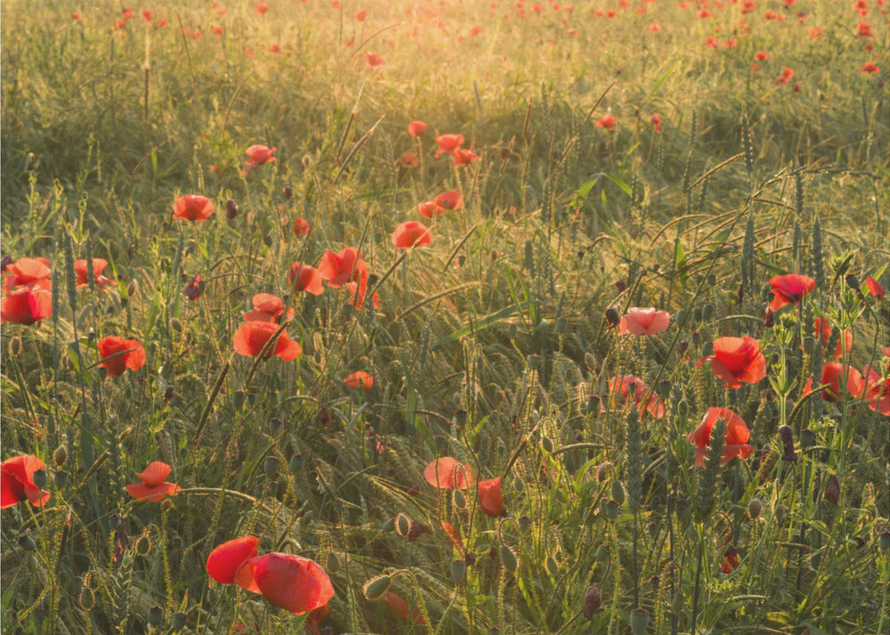 Poppy World II | Canvas