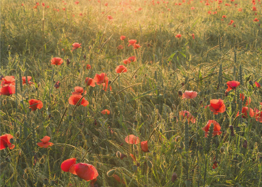 Poppy World II | Wallpaper