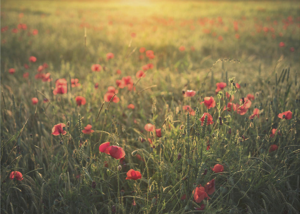 Poppy World III | Canvas