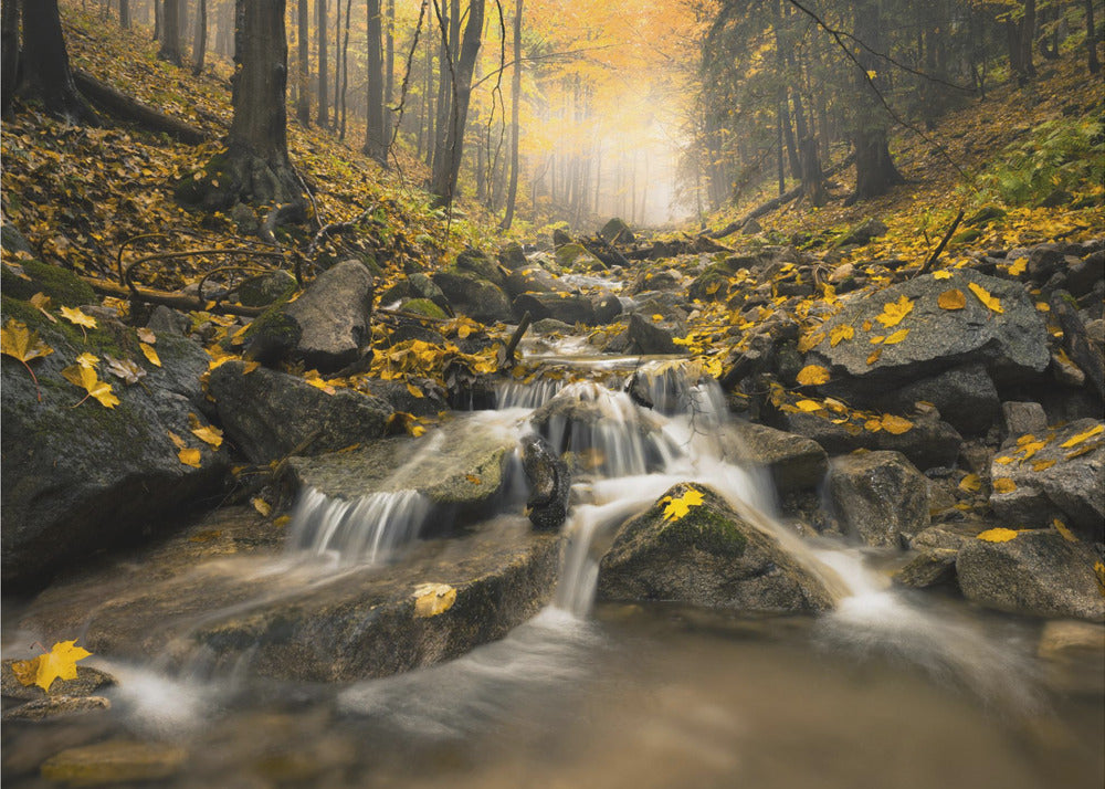 Autum Stream | Wallpaper