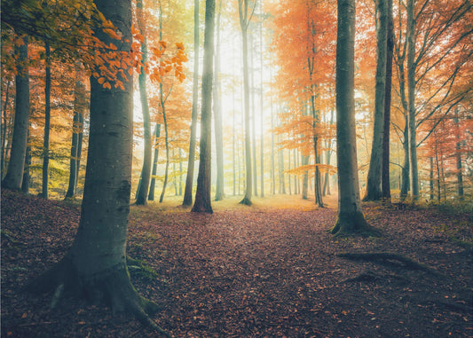 Autumn in the Woods | Canvas