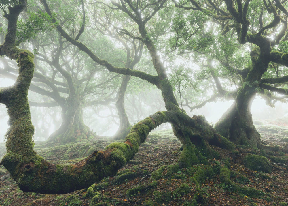 Mystic Laurel Forest | Poster