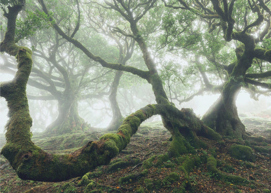 Mystic Laurel Forest | Wallpaper