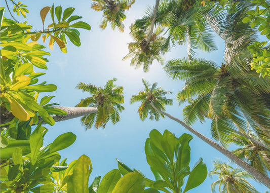 Tropical Up | Canvas