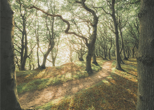 Magic Beech Wood | Canvas