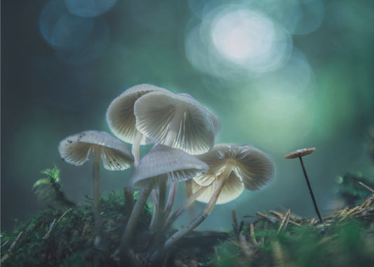 Forest Dreams | Poster