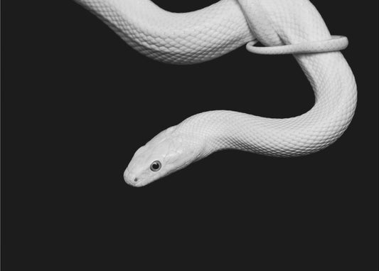 Serpent Blanc | Canvas