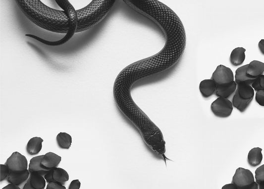 Black Snake Roam | Poster