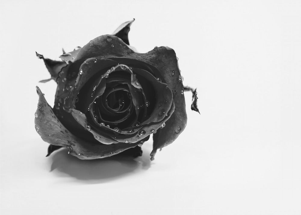 Rose Noir | Canvas