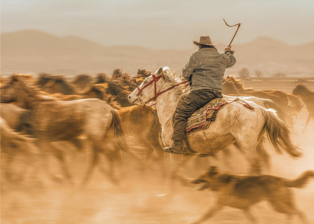 Wild horses (aka Yılkı Atları) | Poster