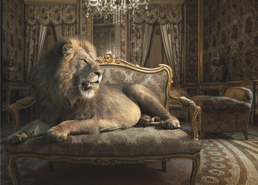 PalazzoLion | Wallpaper