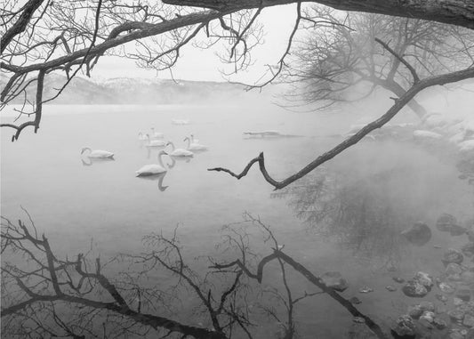 Swans in hot springs | Wallpaper