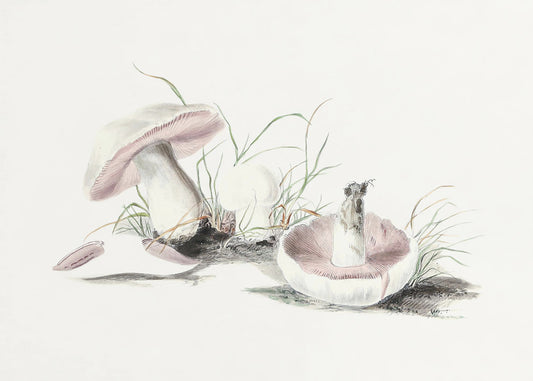 Hand Drawn Field Mushroom | Poster