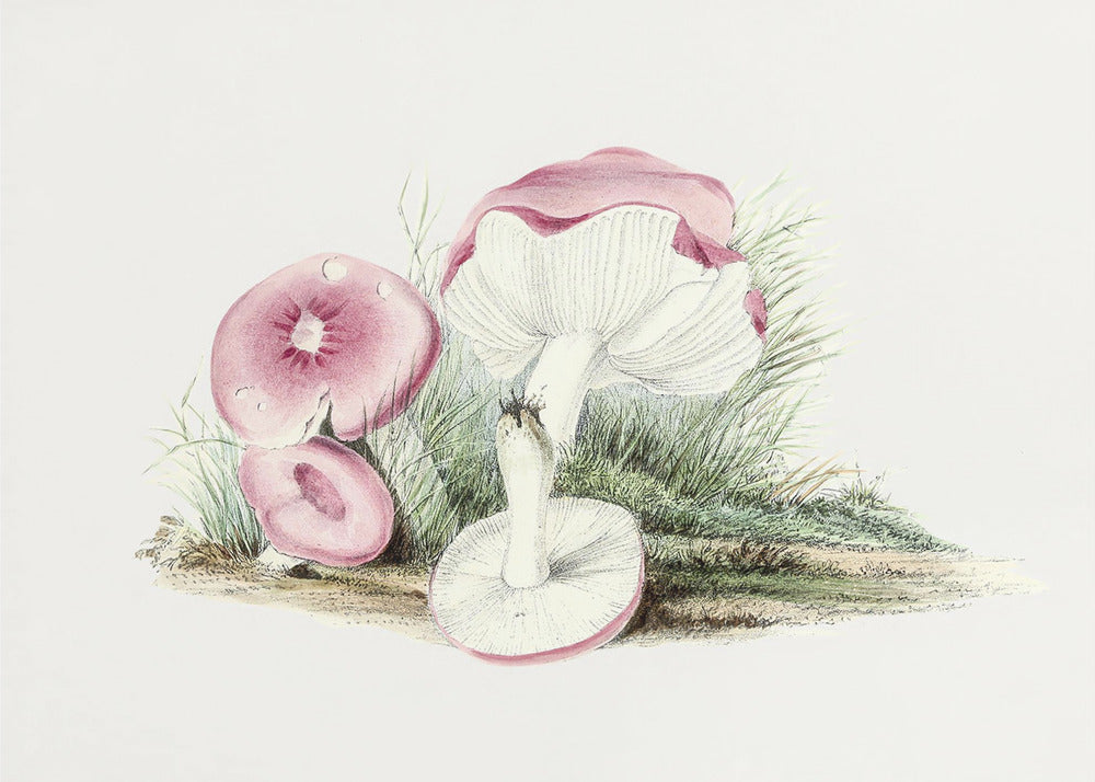 Vintage Russula Emetica Mushroom | Poster