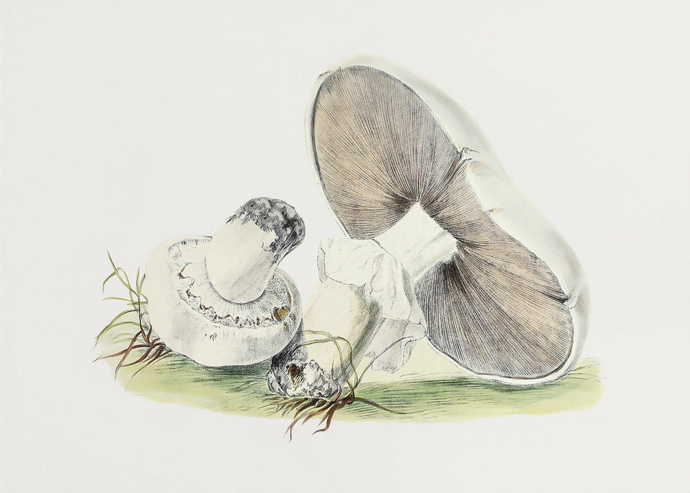 Hand Drawn Horse Mushroom | Canvas