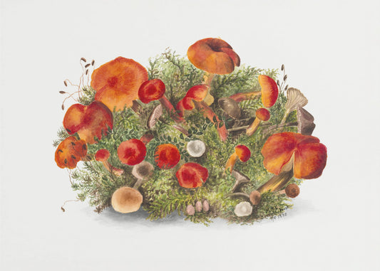 Study of Mushrooms (1880) Horizontal | Poster