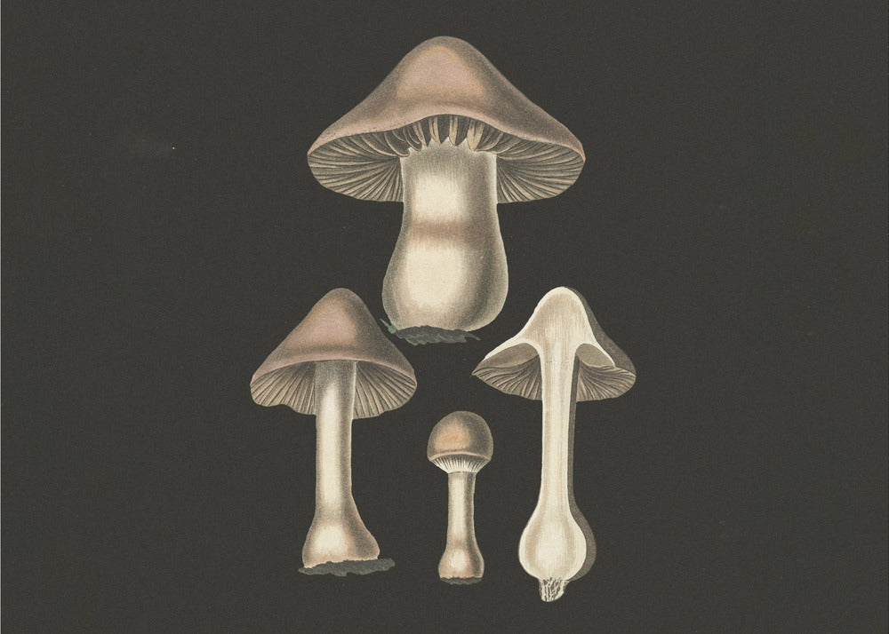 Agaricus Bulbosus  Dark Background | Poster