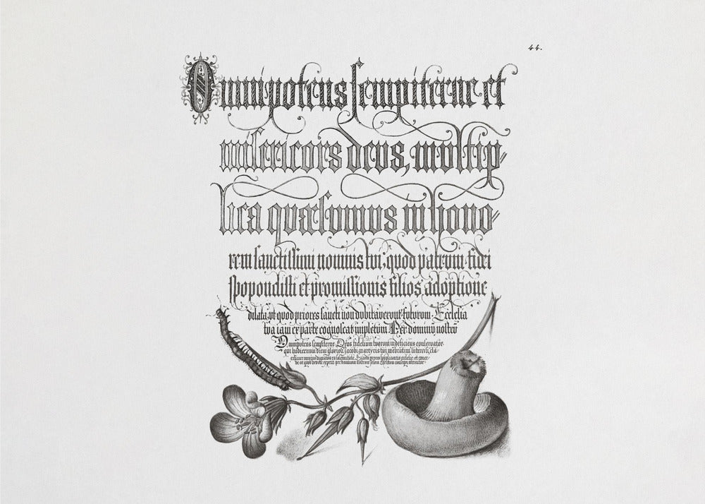 Centipede, Wood Cranesbill, and Mushroom Bw Horizontal | Canvas