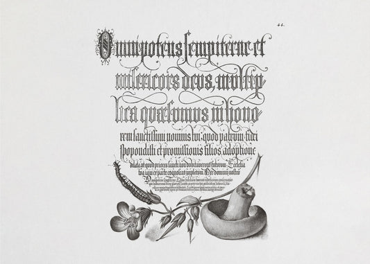 Centipede, Wood Cranesbill, and Mushroom Bw Horizontal | Canvas