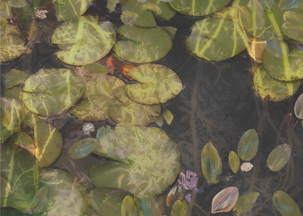 Pond plants | Poster