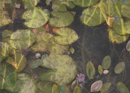 Pond plants | Canvas