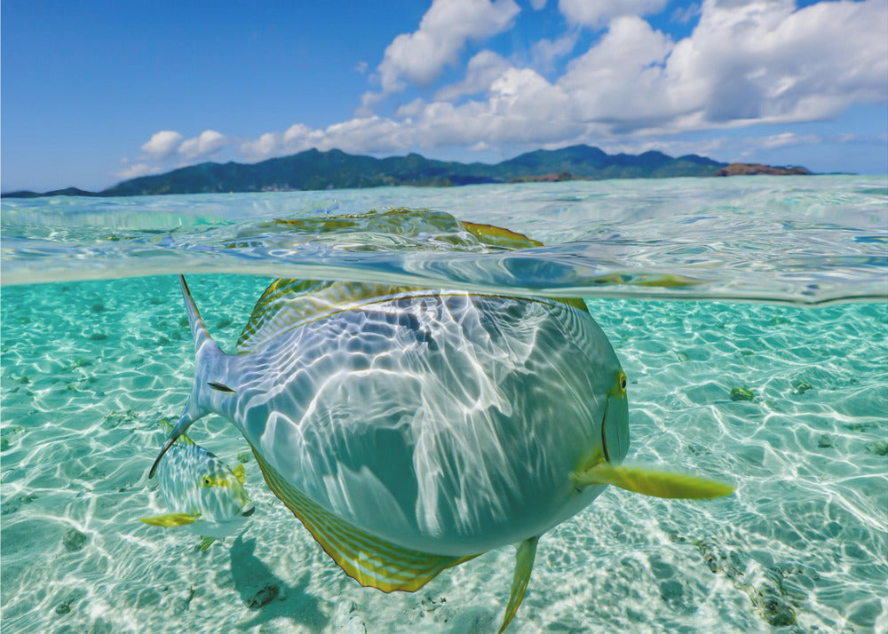 Swimming pool | Poster