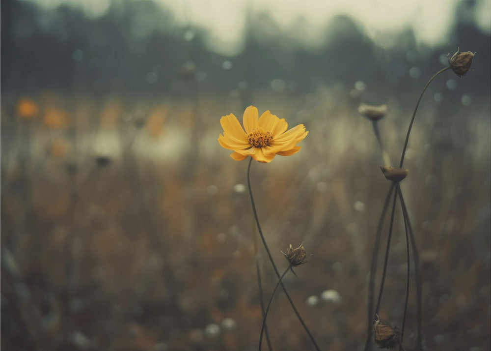 Solitary Bloomers | Canvas