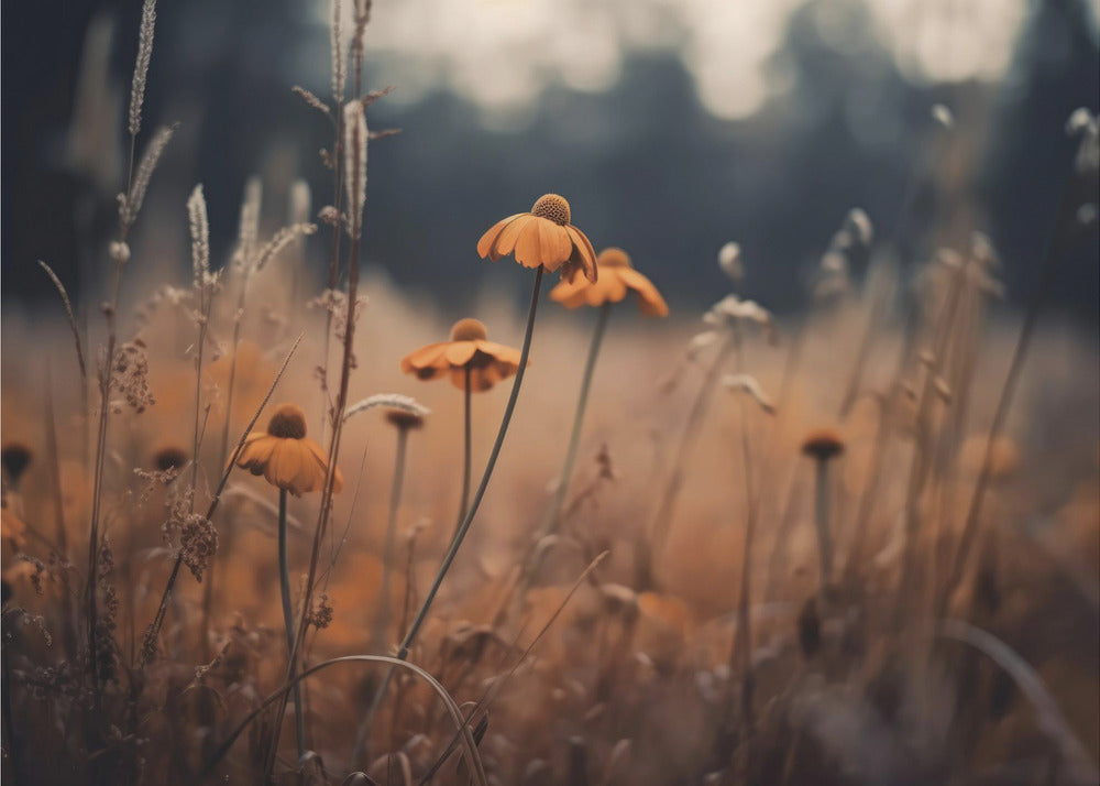 Golden Blossom Field | Wallpaper