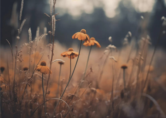 Golden Blossom Field | Canvas